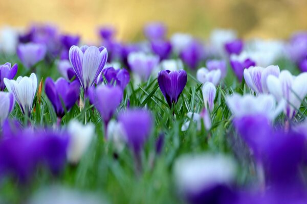 Crocus flowers on a blurry background