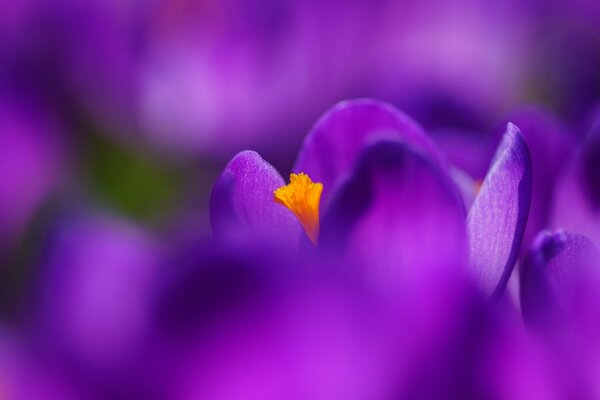 Purple flower macro shooting, Purple crocus up close