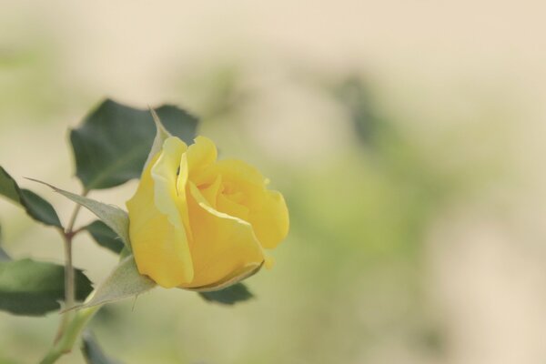 Brote de rosa amarillo en el fondo del campo