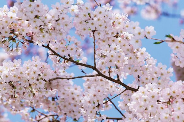 Blühende Bäume im Frühling auf Himmelshintergrund