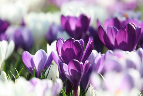 Photo de fond flou avec des pétales de lilas