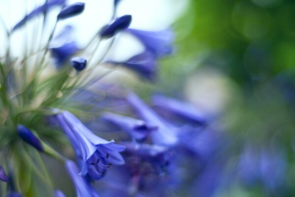 Cloches bleues sur fond flou