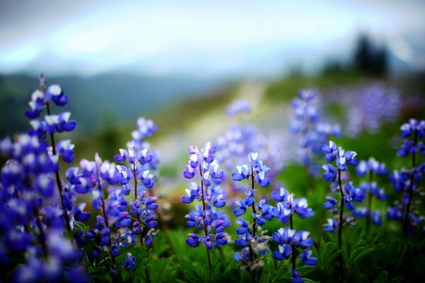 Fiori di lupino, fiori viola, fiori blu