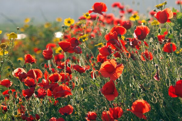 Champ de coquelicots rouges et fleurs jaunes