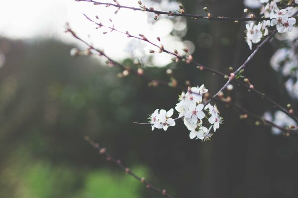 Fleurs de cerisier au printemps