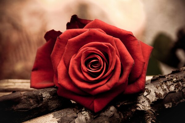 A red rose lying on a tree