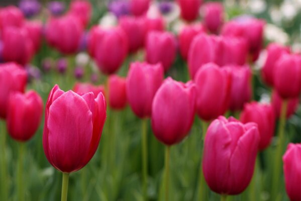 Champ de tulipes roses, flou