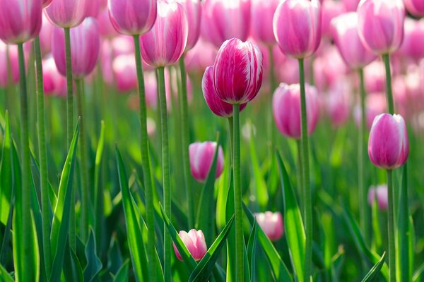 Tulipanes rosados encantadores y exquisitos