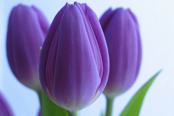 Flores de primavera: tulipanes morados