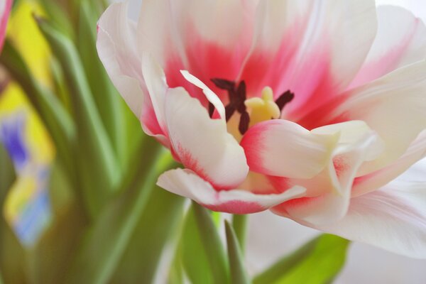 An open tulip , a delicate bud