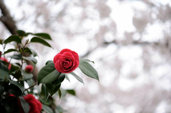 Fiore rosso brillante a fuoco