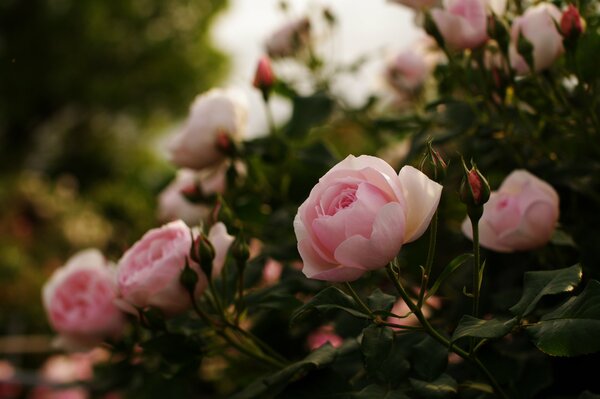 Różowe pąki wspaniałych róż