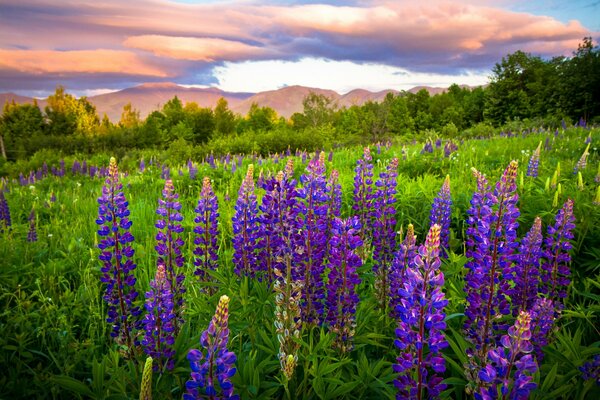 Lila Blumen auf dem Hintergrund des Sonnenuntergangs Himmel