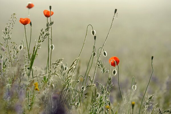 Beautiful photo of poppies in the morning meadow