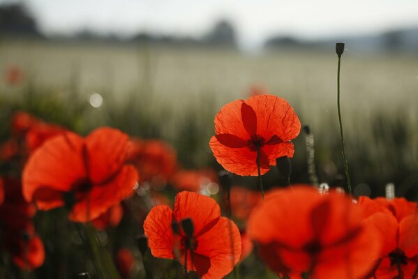 Beaucoup de fleurs de pavot rouge sur le terrain