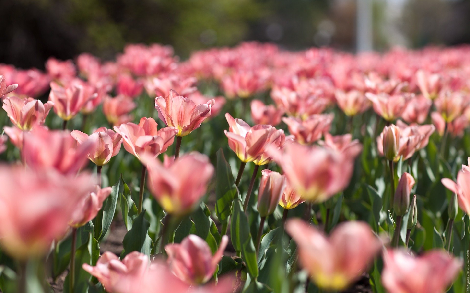 natura wiosna kwiaty tulipany różowe delikatność kolory rozmycie liście zieleń