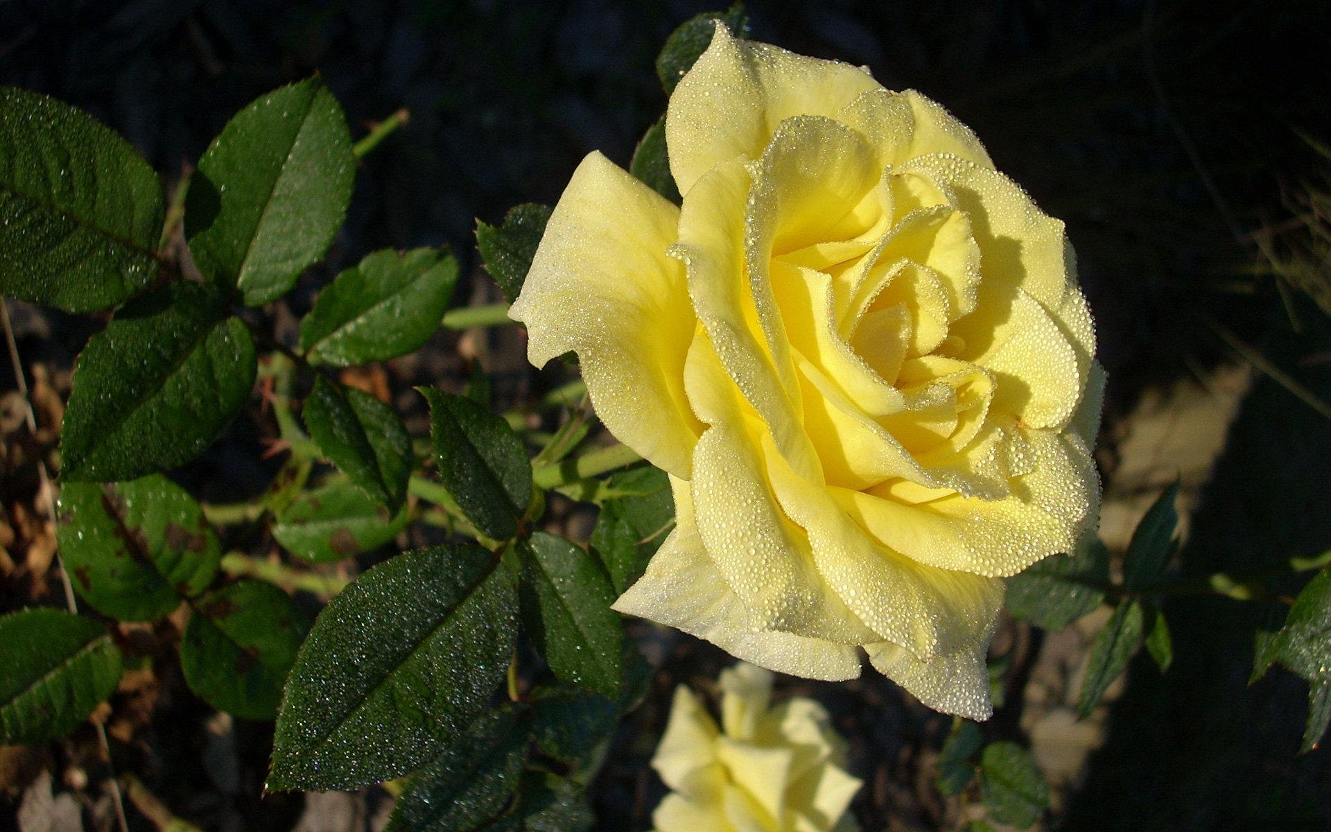 rosa bocciolo rugiada