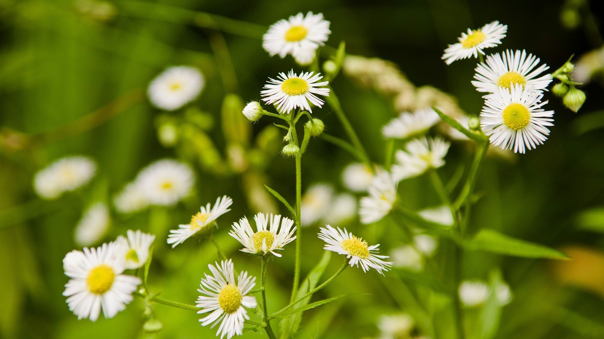 natura stokrotki kwiaty białe trawa polana