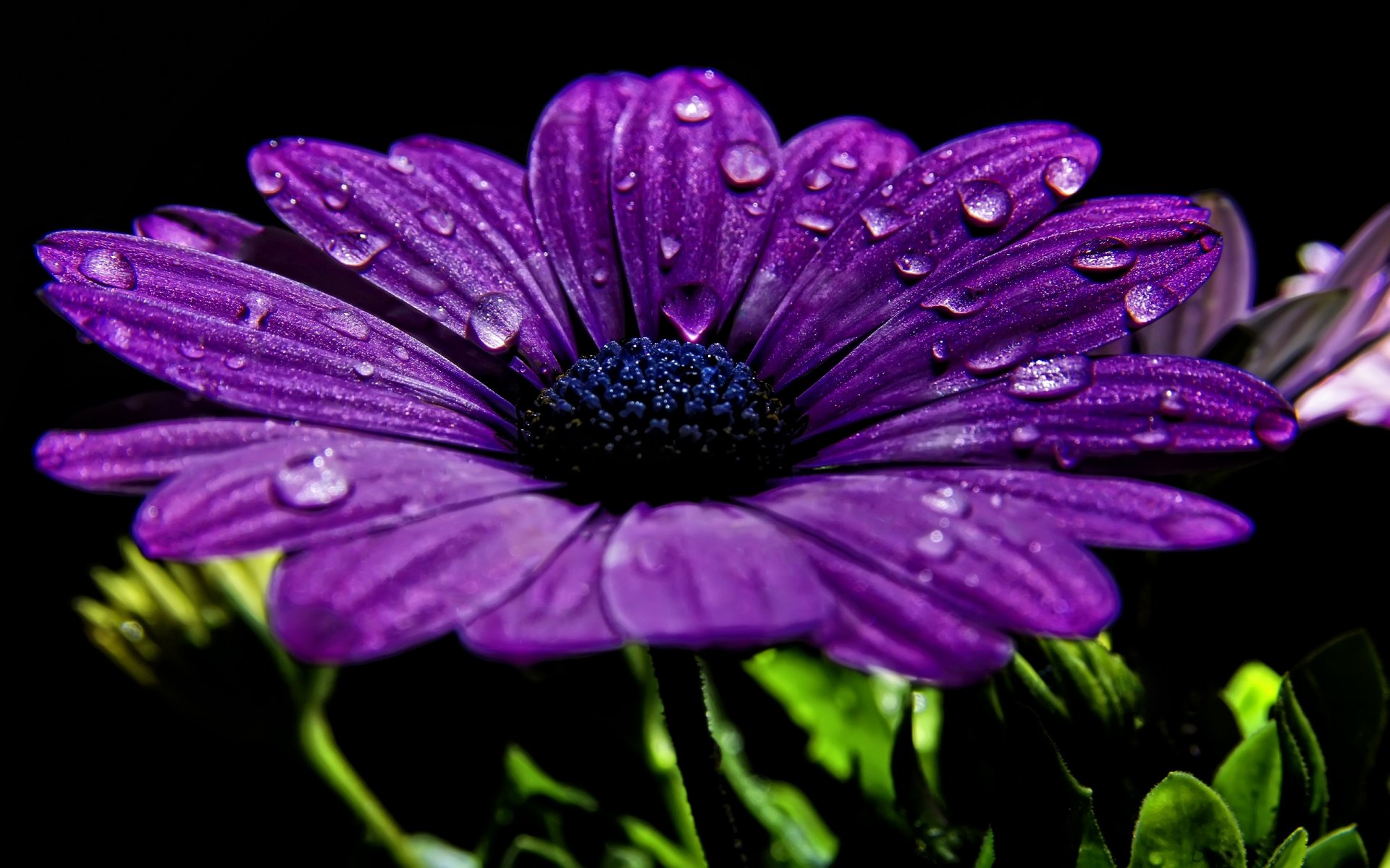 fond macro violet pétales gouttes rosée eau