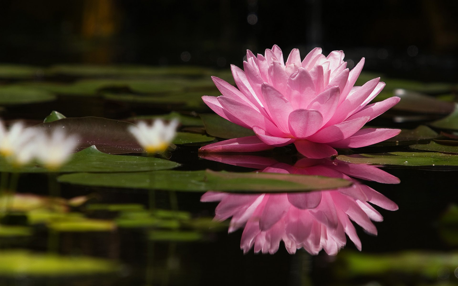 natur blume rosa lotus seerose wasserlilie blütenblätter see schönheit zärtlichkeit