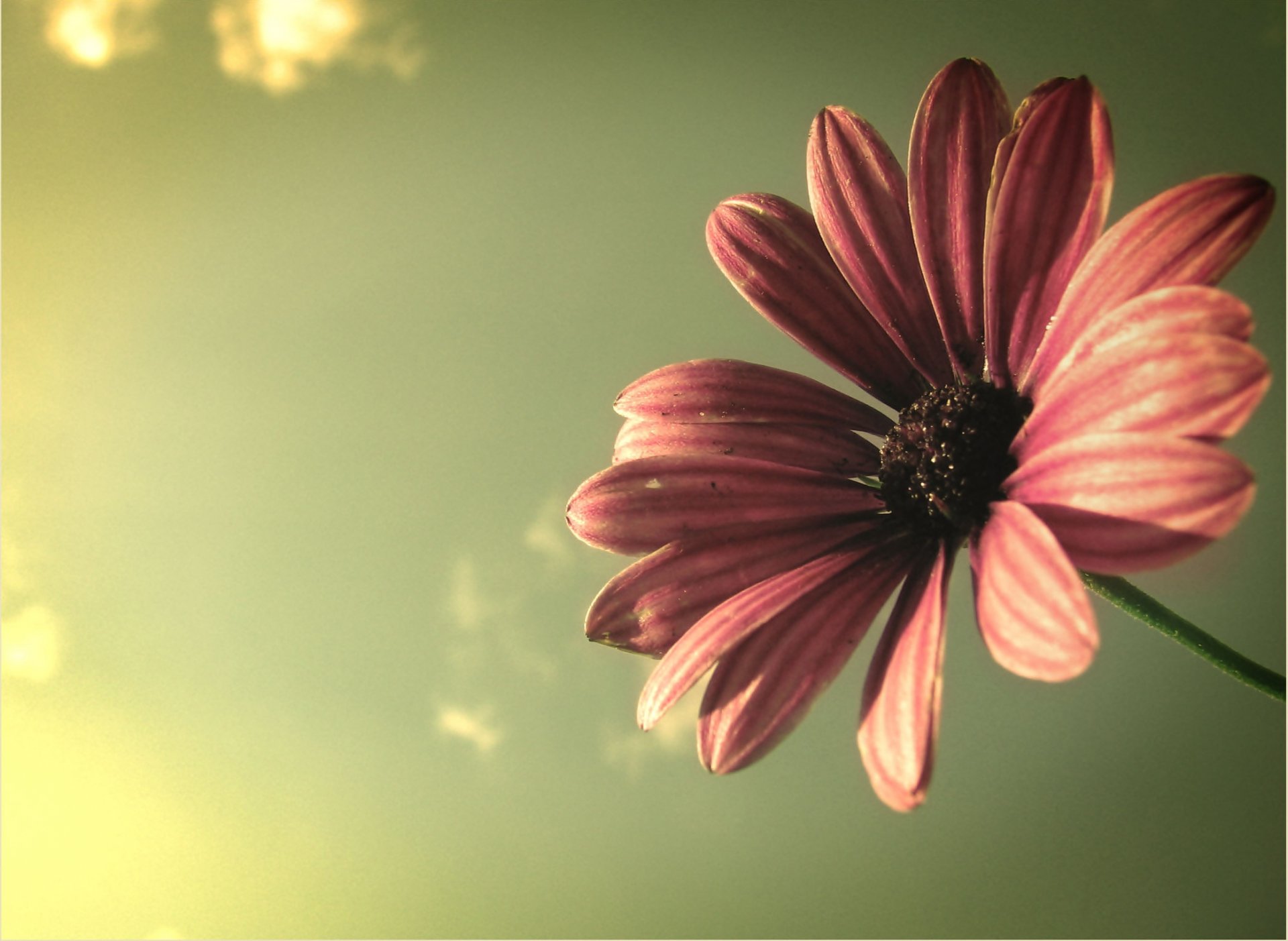 close up flower petals sky rays light colours plant