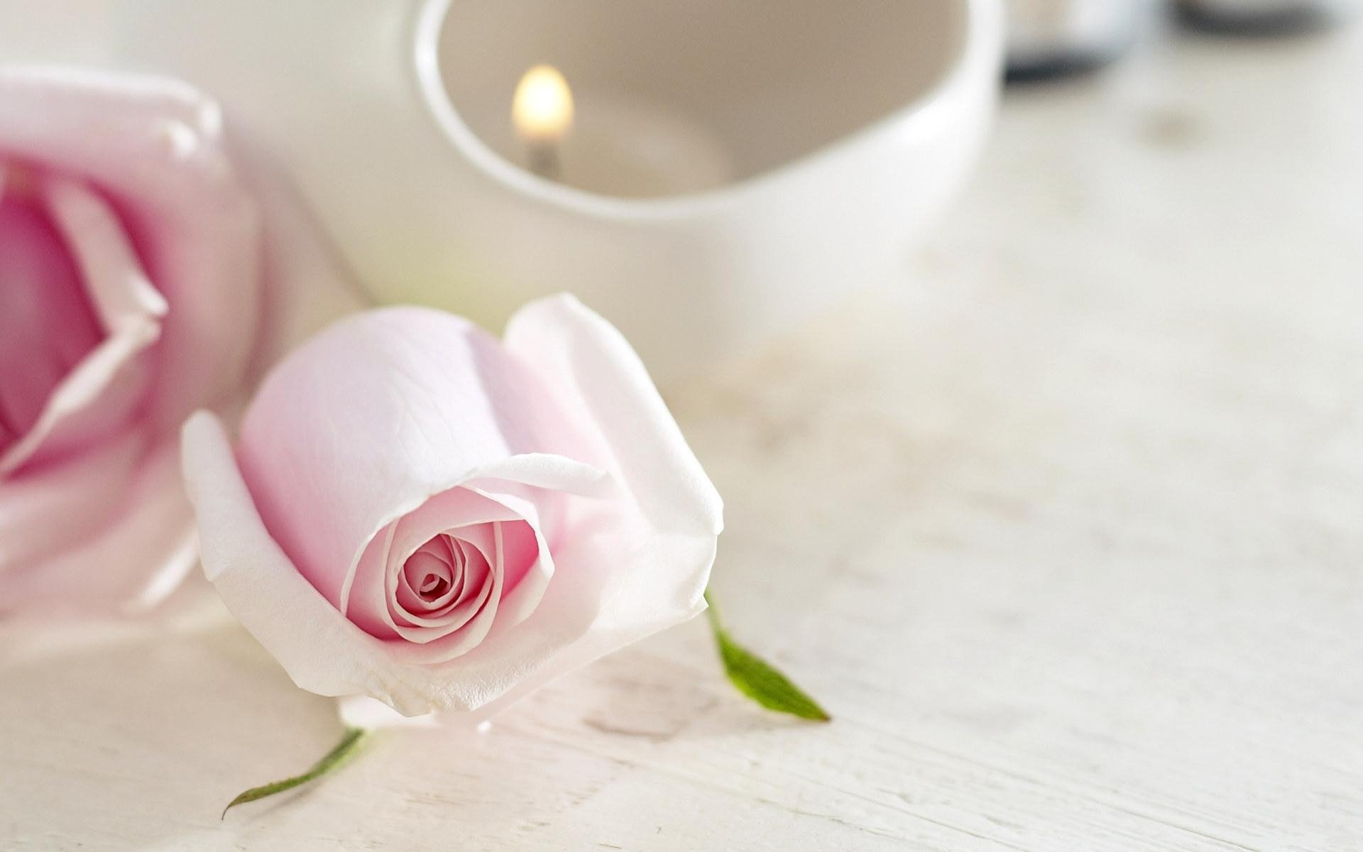 flower rose tender candle