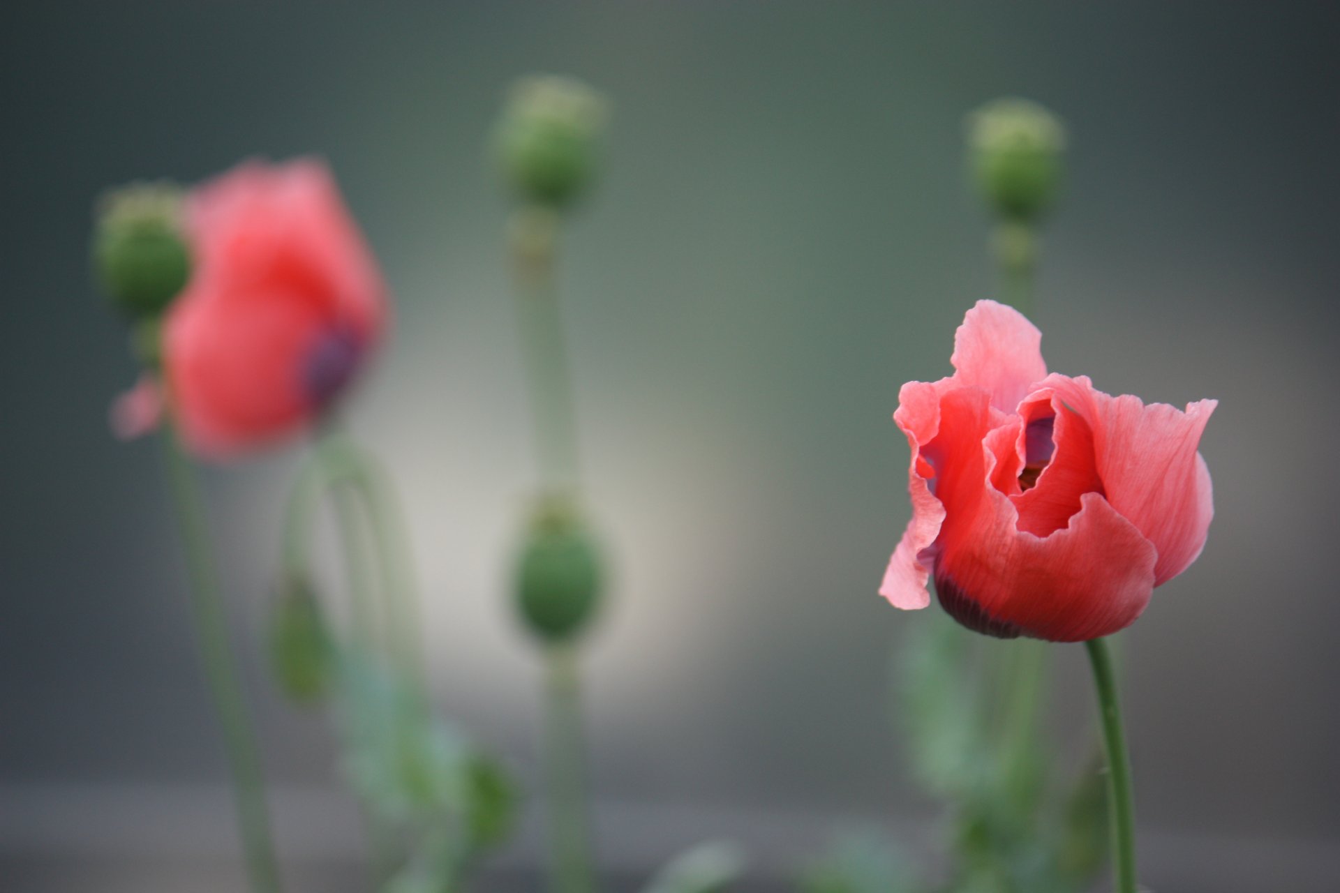 fiore rosso papavero petali gambo sfondo sfocatura gemme