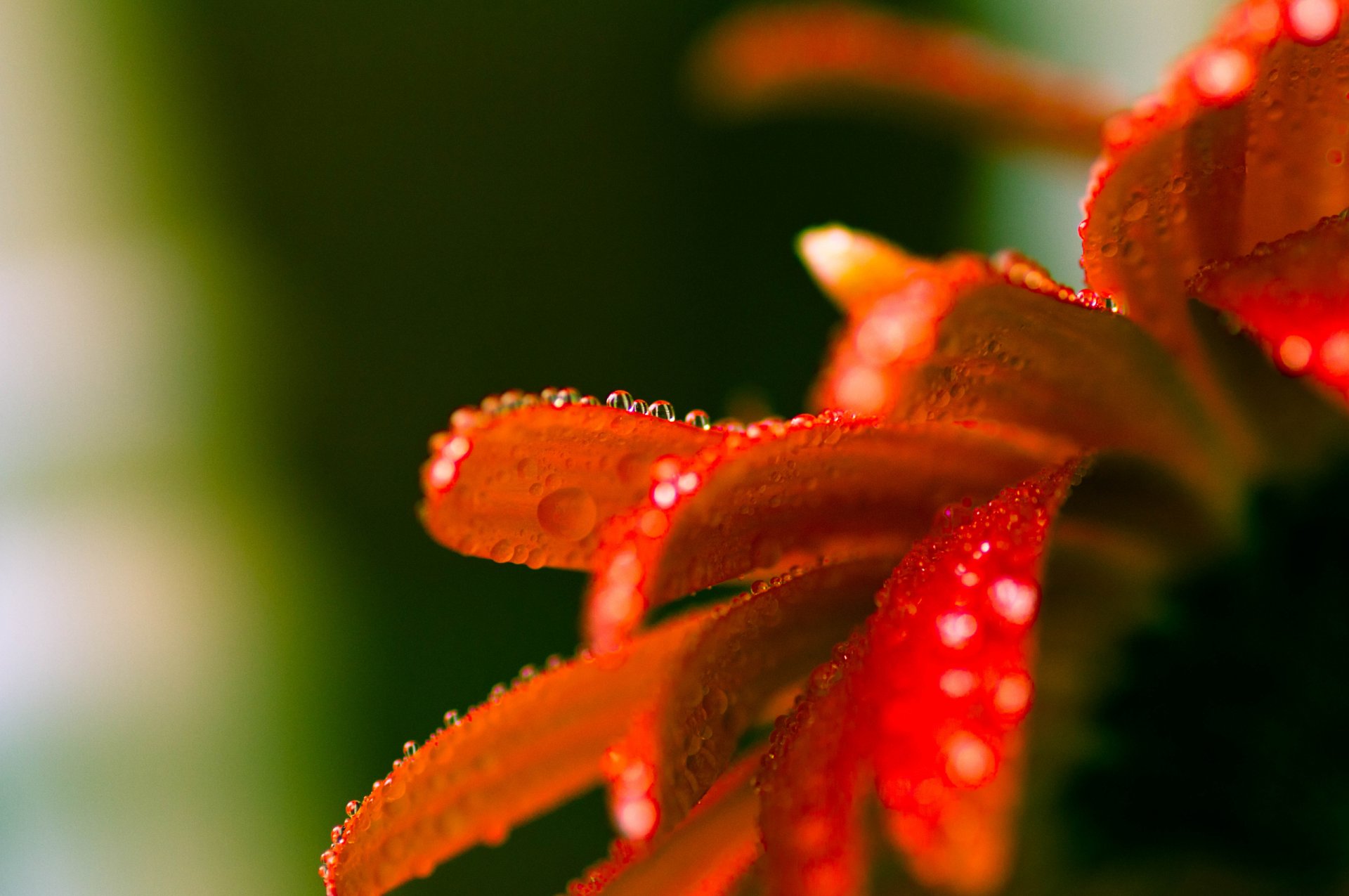 macro flor gotas