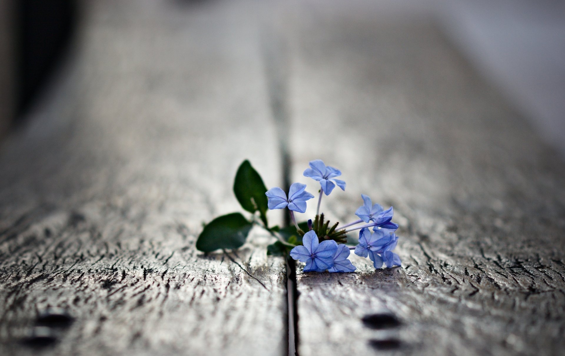 close up photo flower leaves petals plant