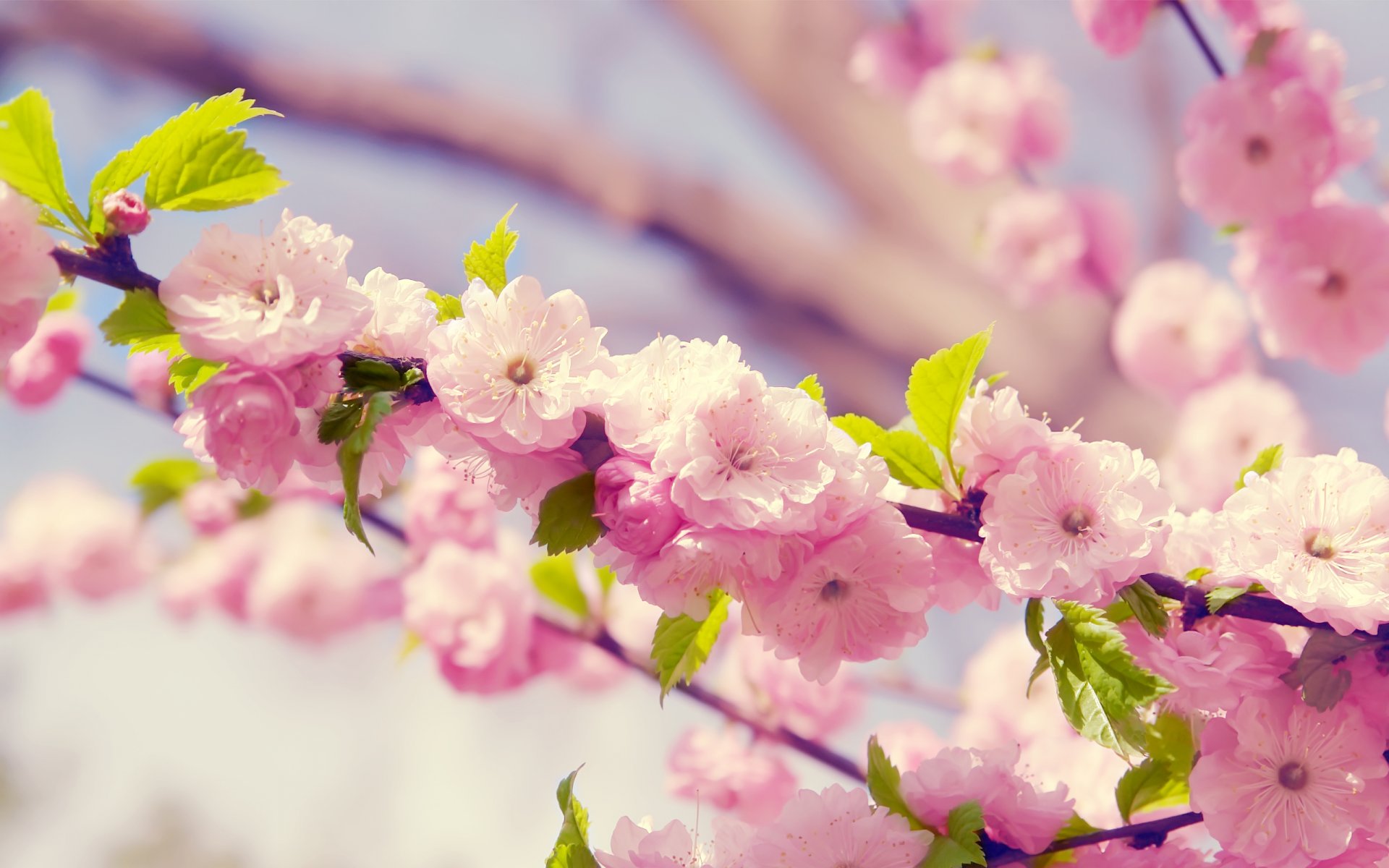 sakura kirsche.zweig blumen blütenblätter blüte frühling