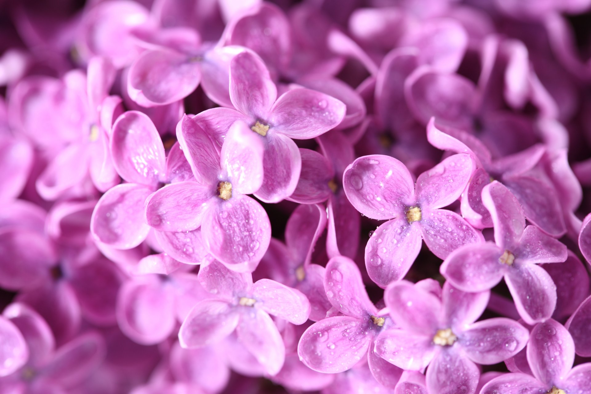 lilas fleurs branche gouttes rosée macro printemps nature