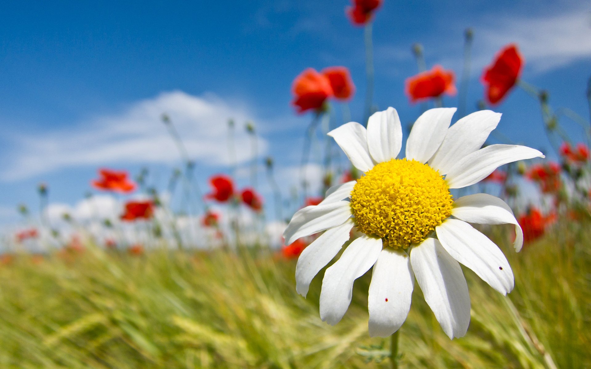 daisy white petals close up background the field poppie