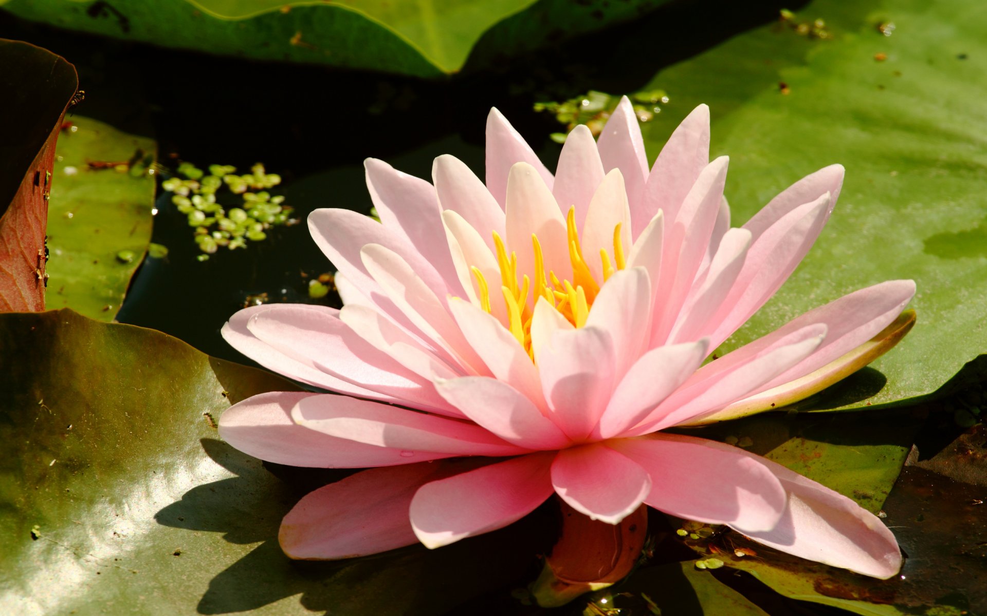 lirio de agua ninfea planta de pantano flor