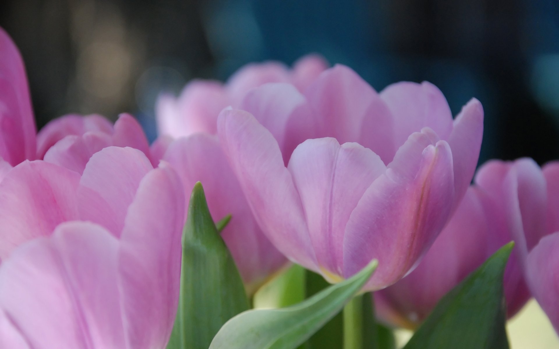 tulipani tulipani petali. rosa fiori primavera macro