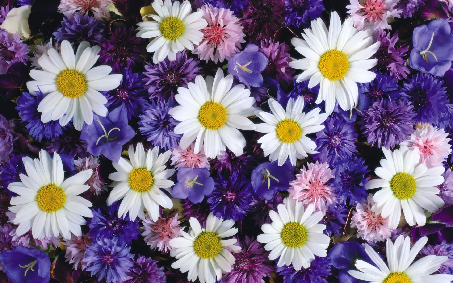 chamomile cornflowers bells flower meadow