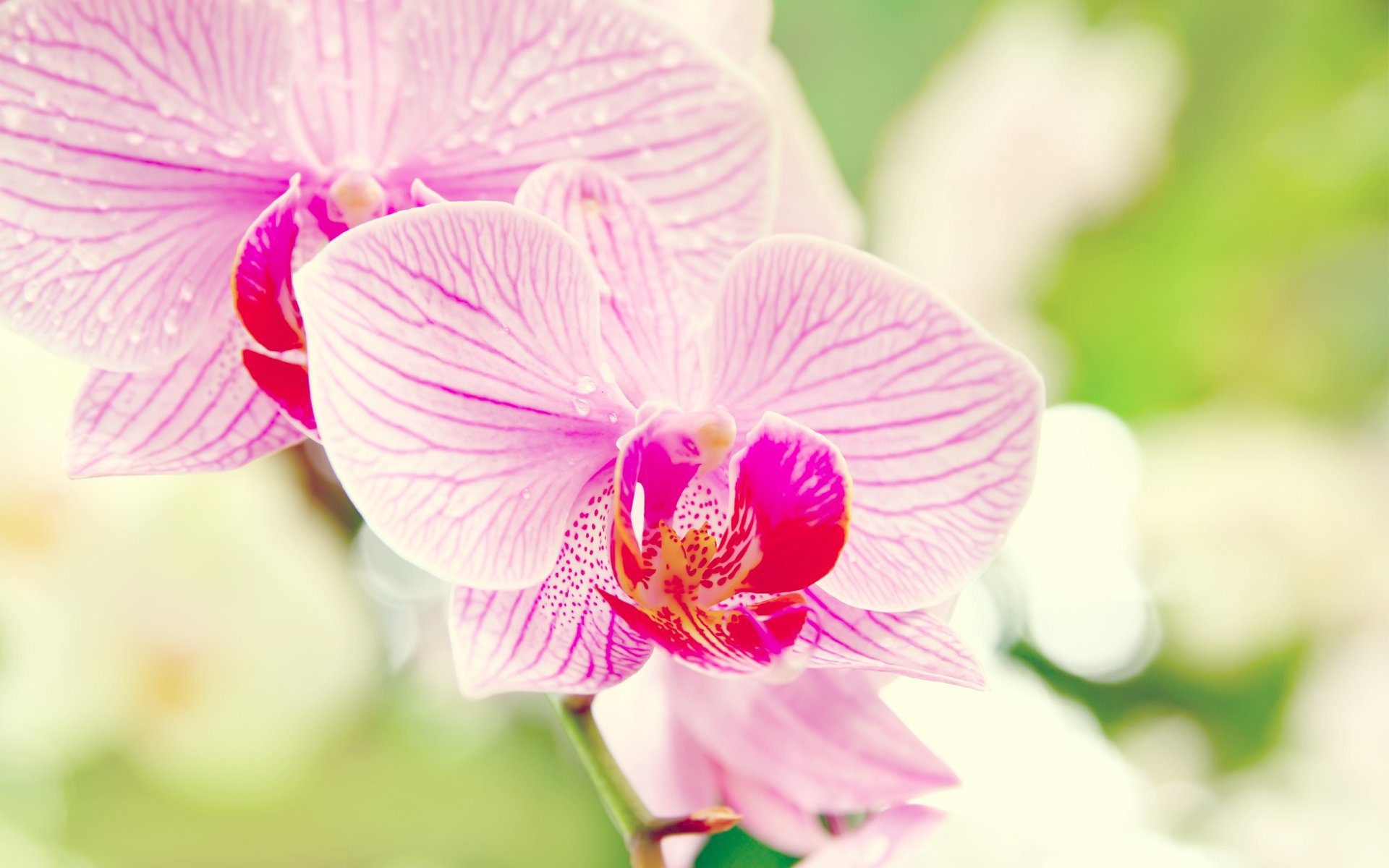 orchidée gros plan phalaenopsis fleur