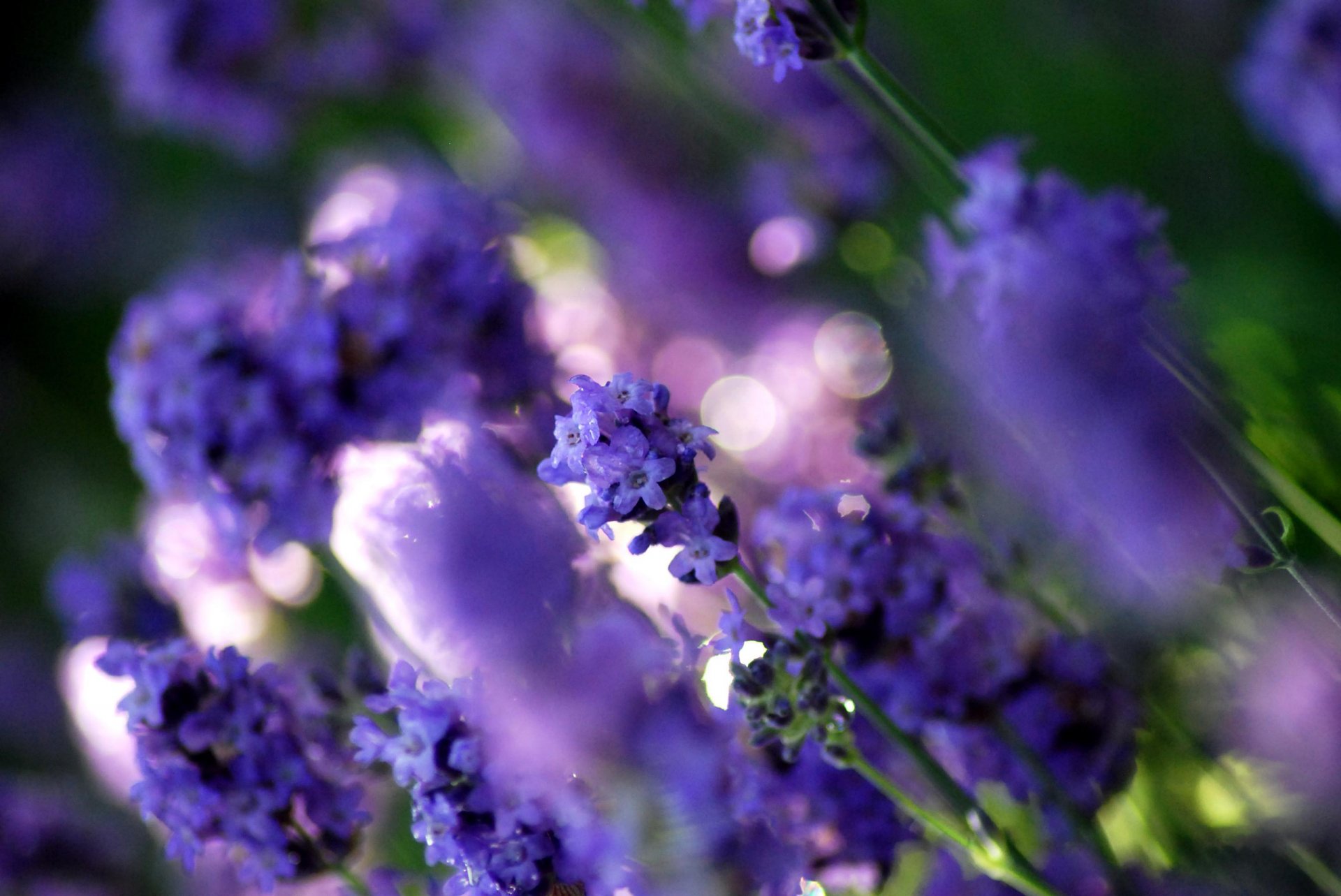 lavender flower field plants purple flowers light reflections blur close up