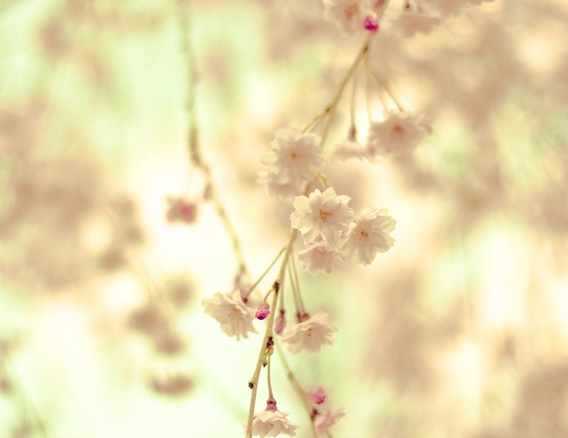 branch branch flowers flowering cream tenderness blurriness spring macro nature