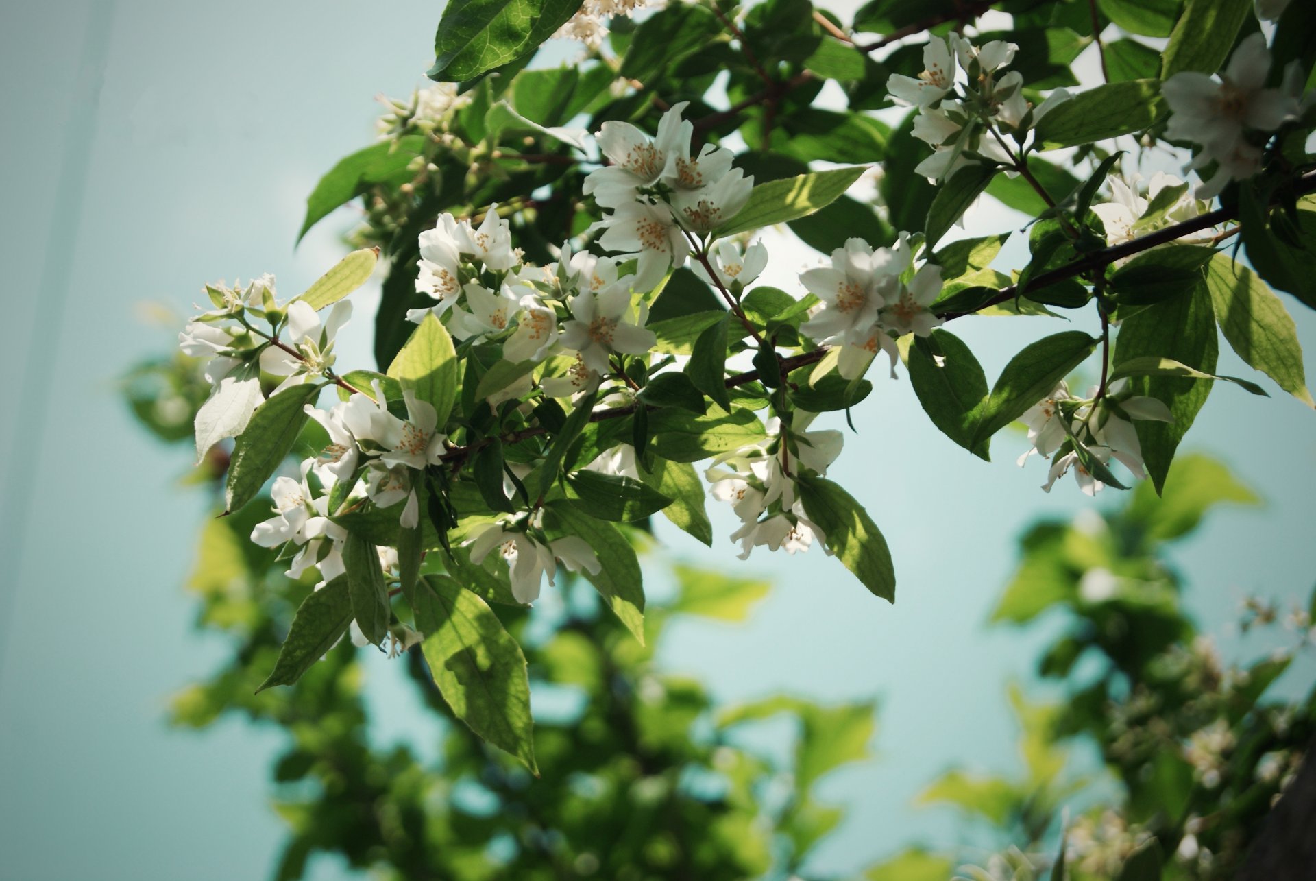 fleurs nature arbre branches feuilles pétales été jasmin