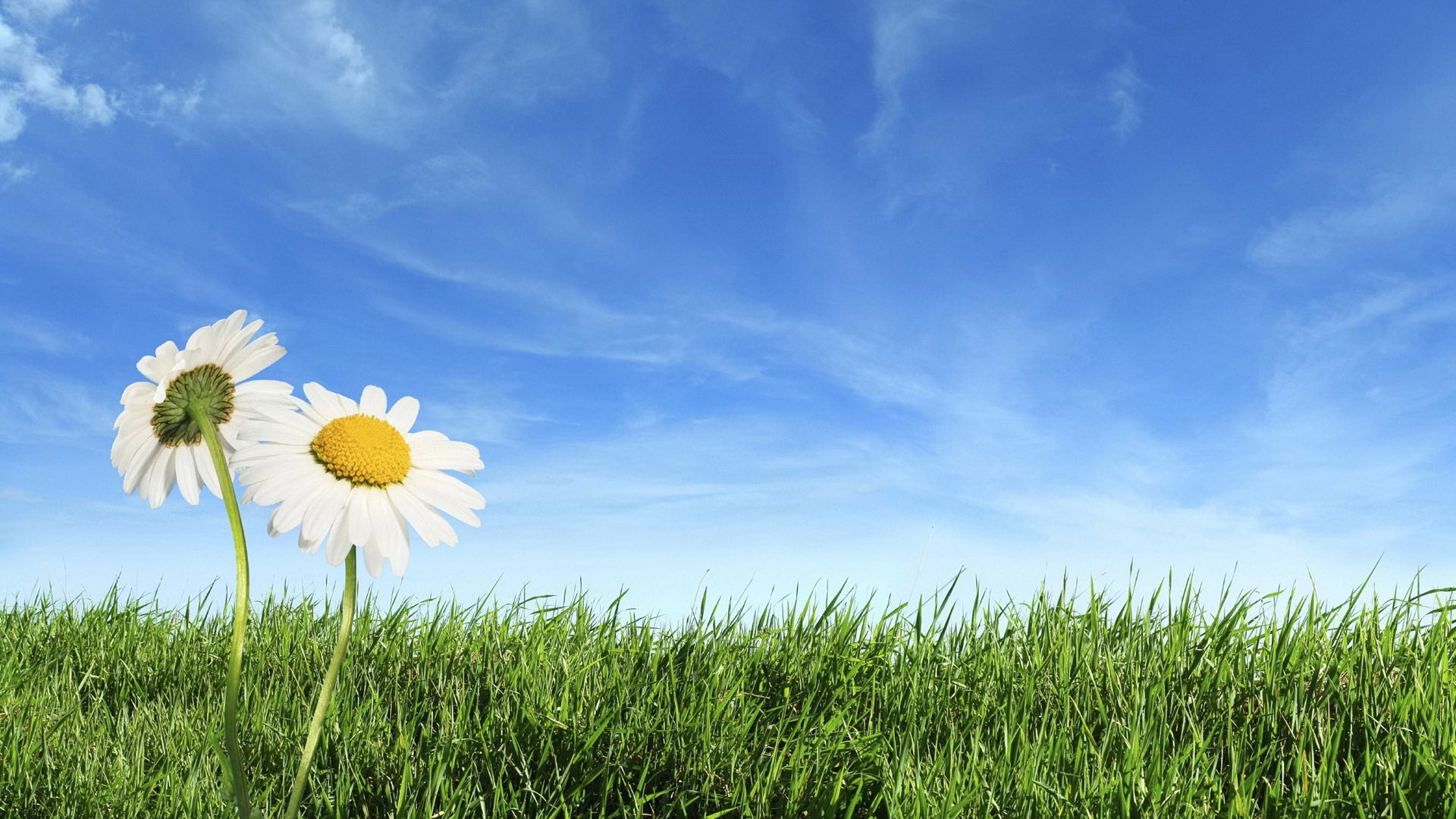 marguerites champ herbe horizon ciel nuages