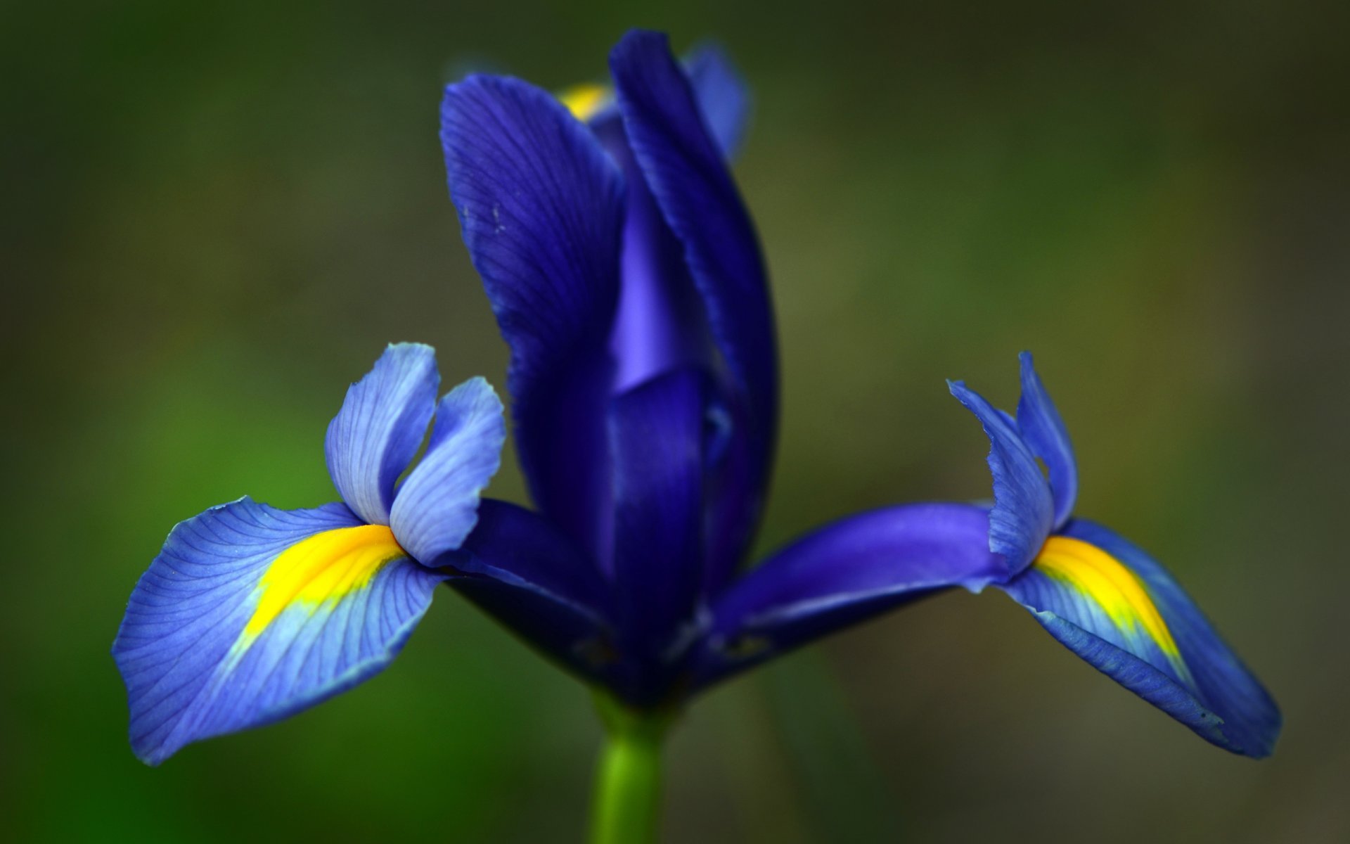 flowers flower flowers freshness greenery plant plant