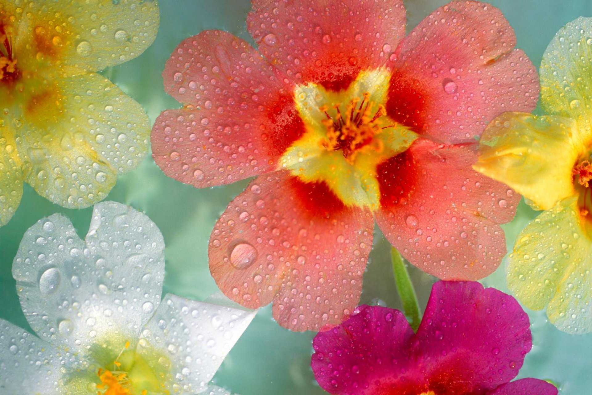 fleurs divers gouttes rosée gros plan