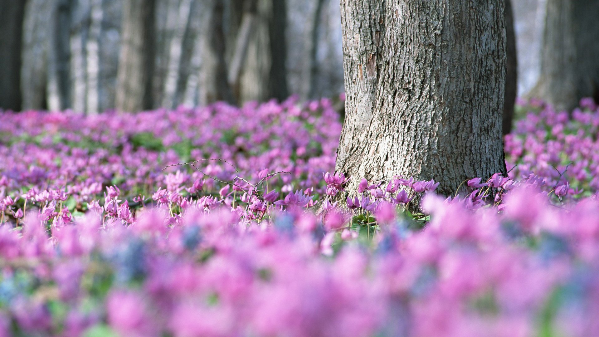 frühling flieder veilchen viel