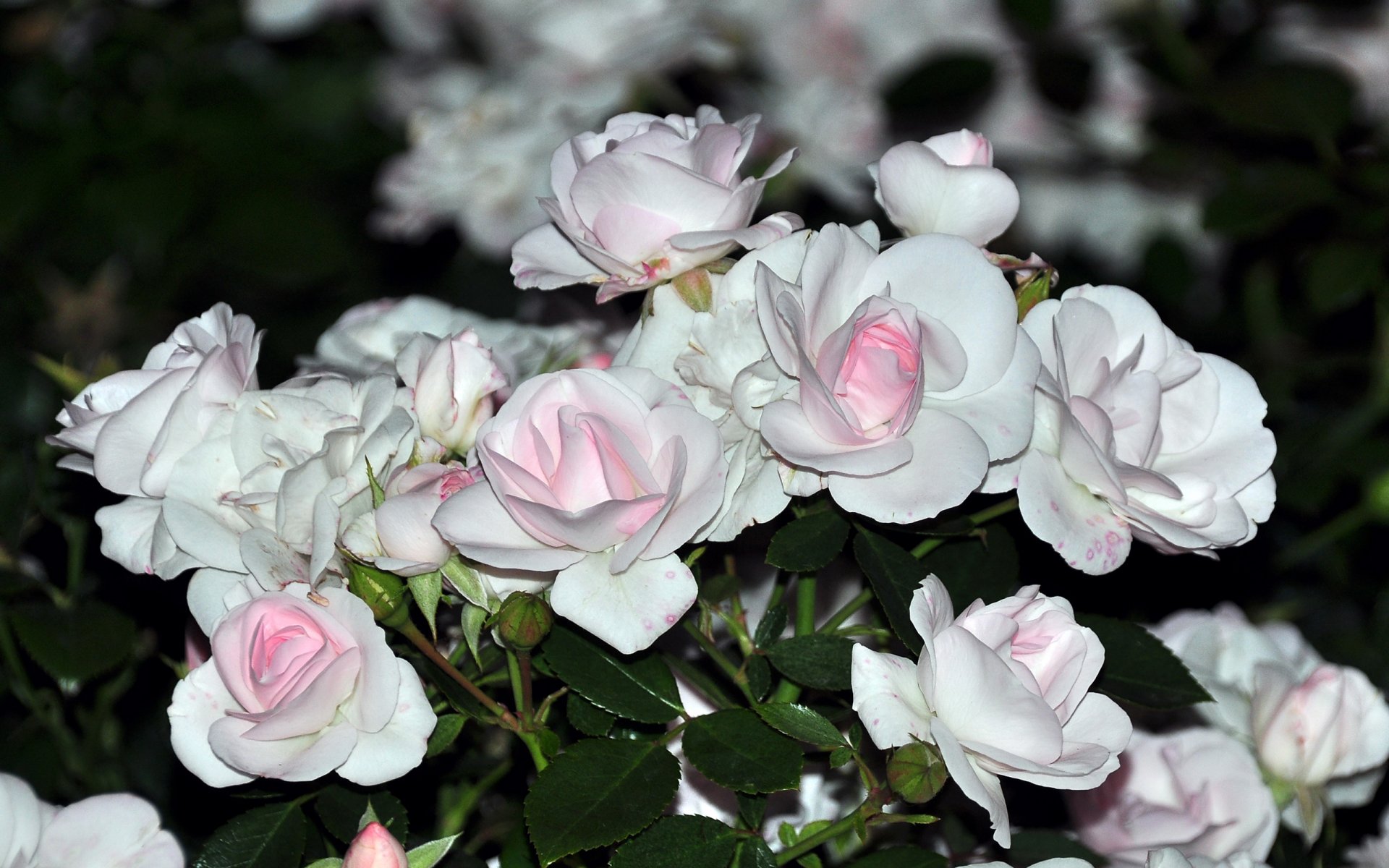 fiori rose bouquet bianco delicato