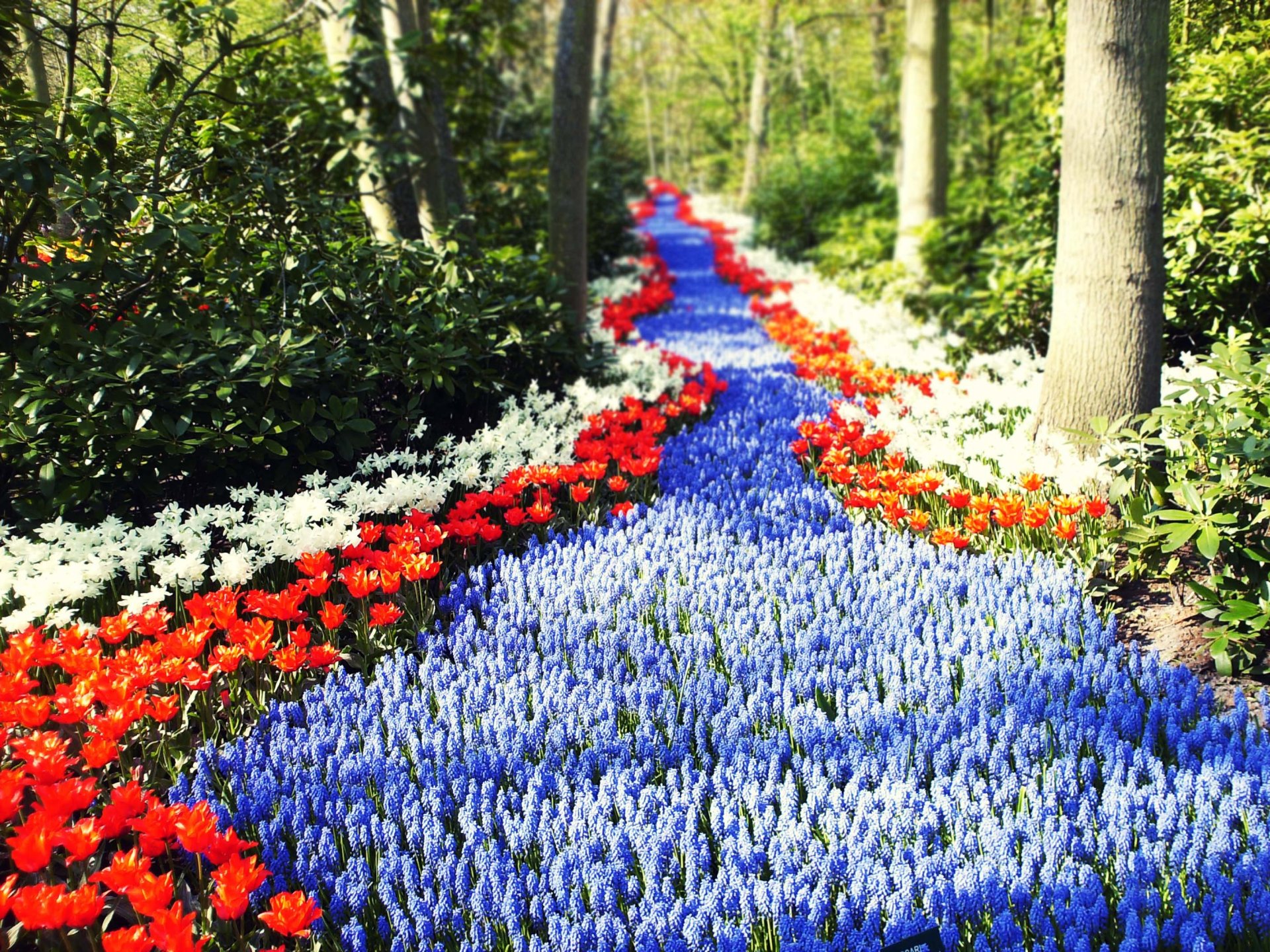 netherlands flower road path sun tulips forest green