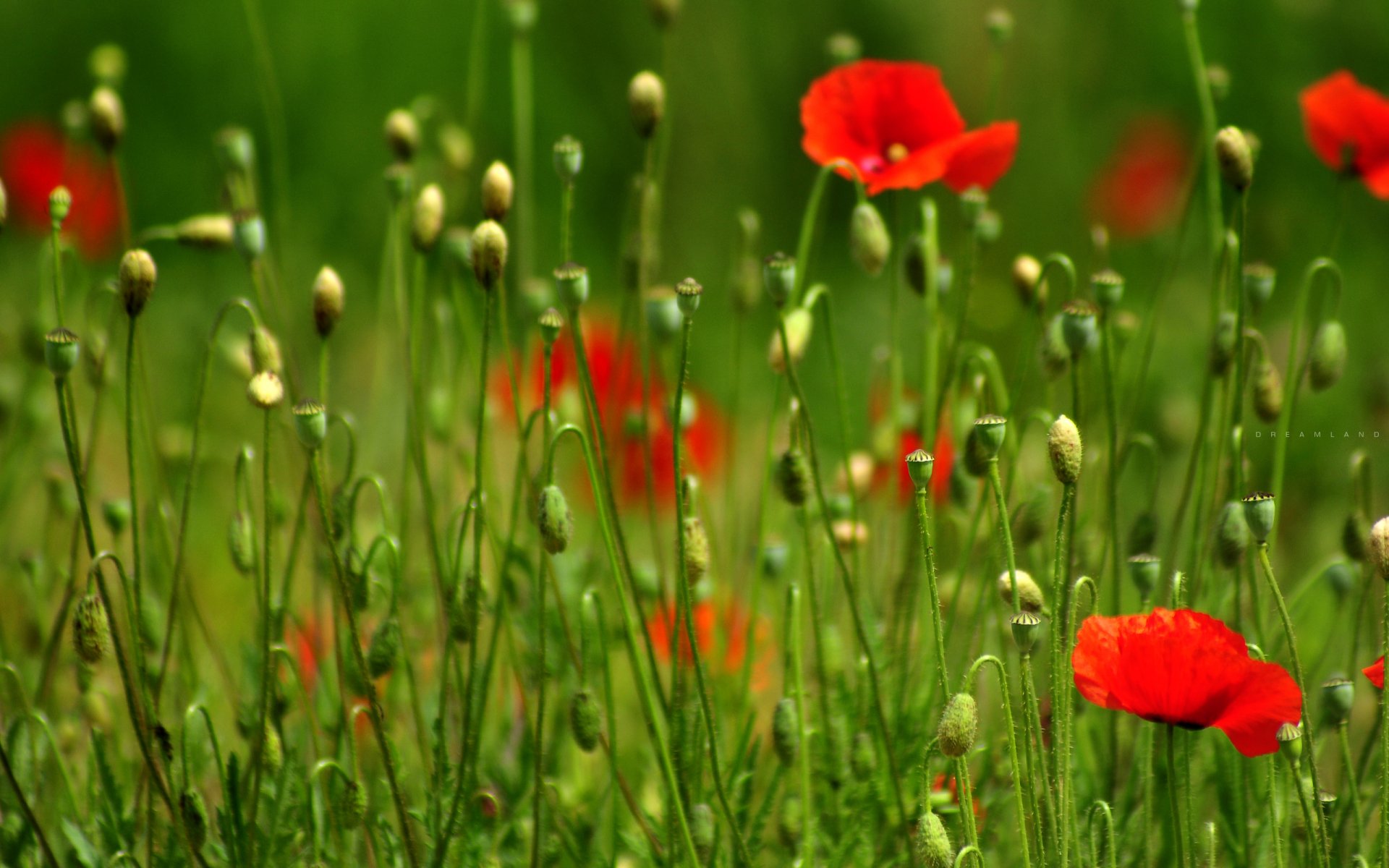 träume feld mohnblumen