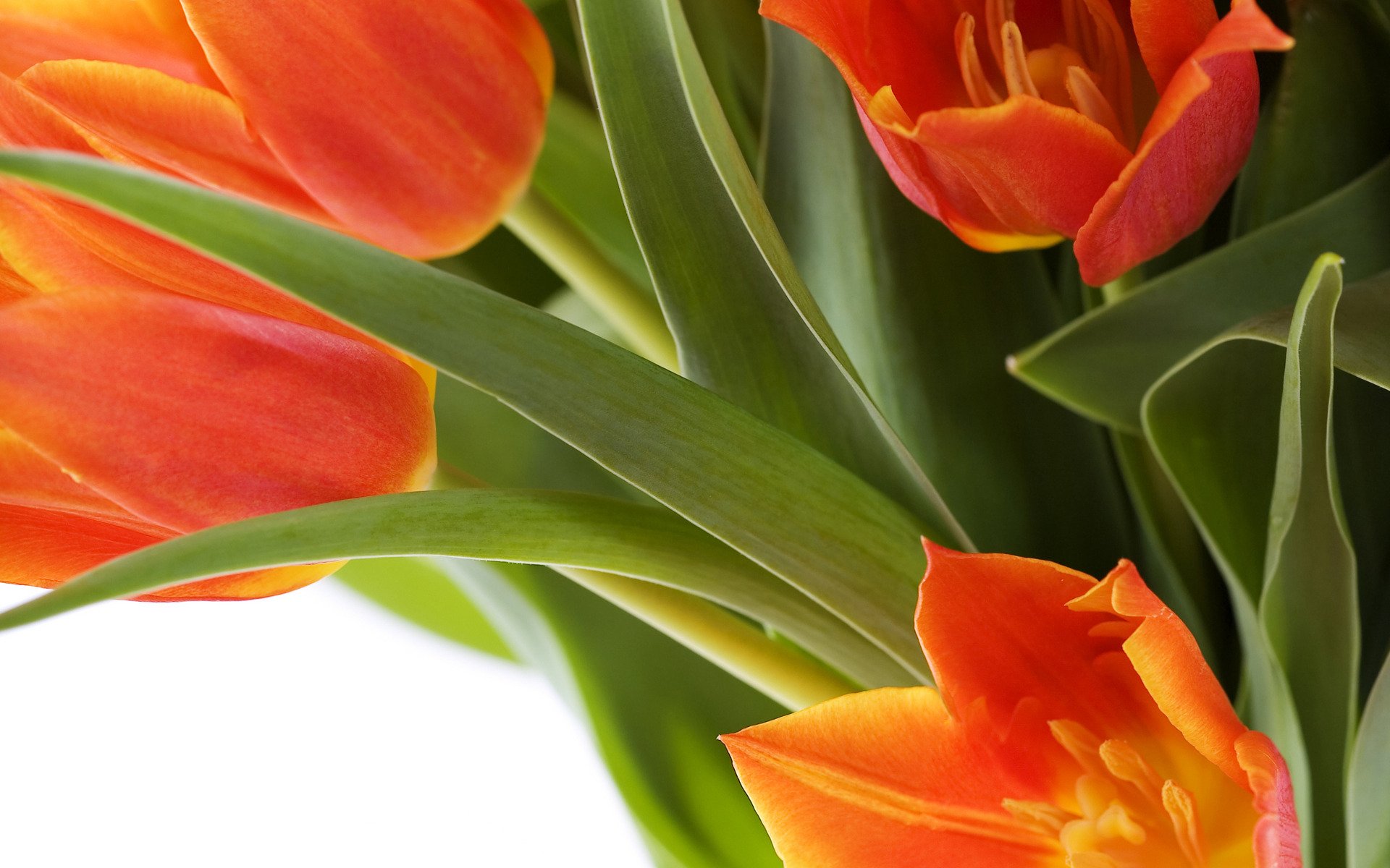 fleurs tulipes