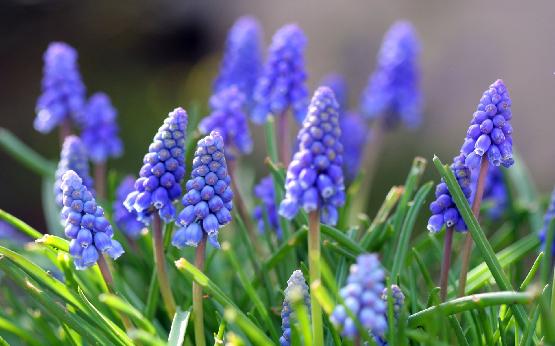 muscari fiori foglie primavera natura