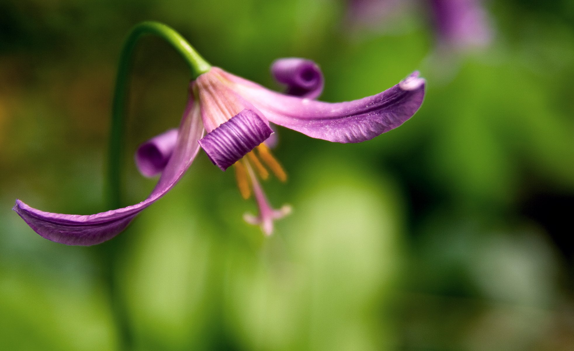 blume hintergrund unschärfe