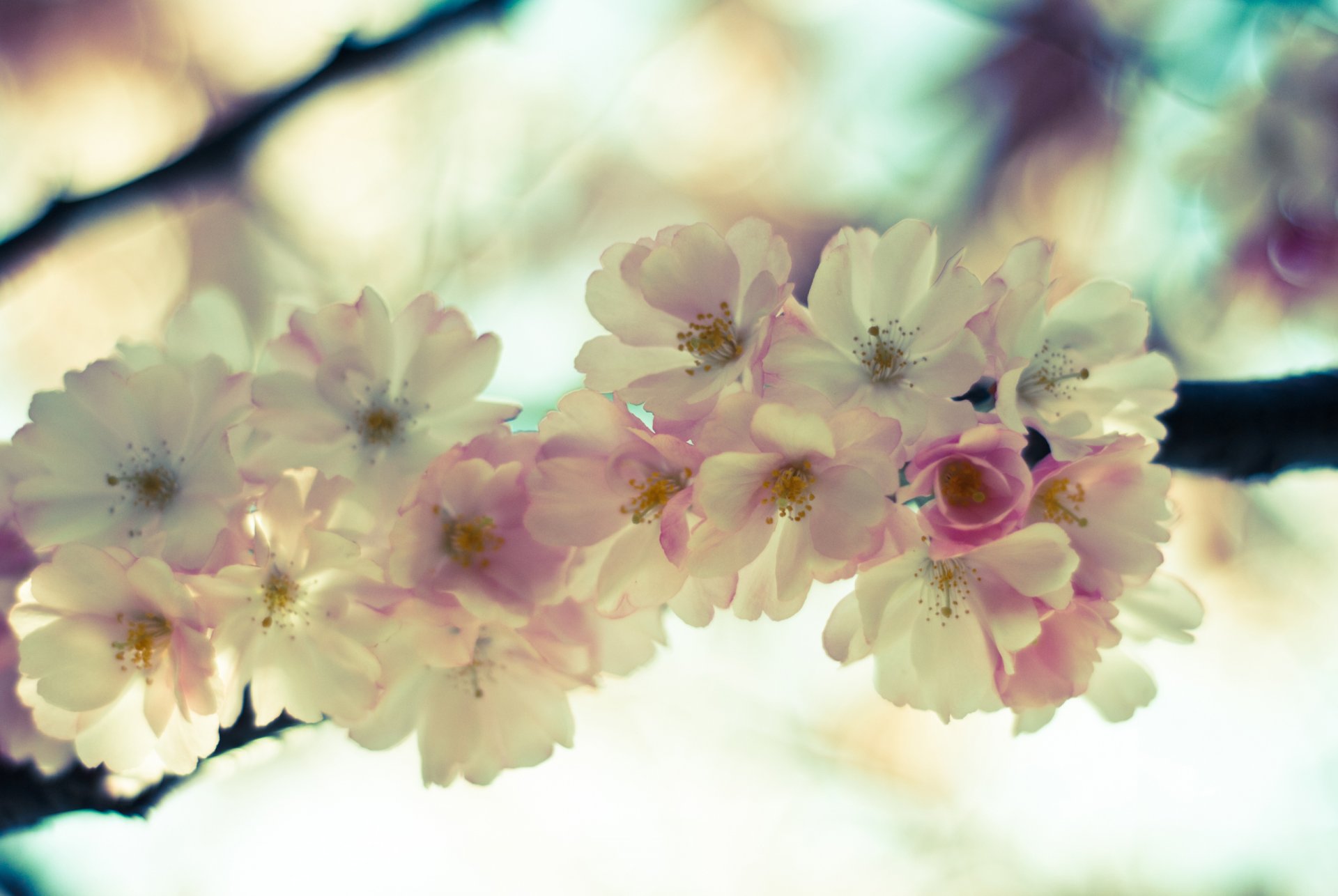 sakura kwiaty różowy jasny kwitnienie gałąź niebo wiosna czułość makro